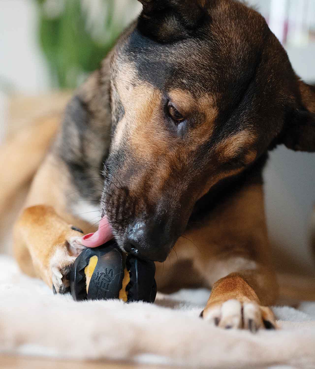 Chien jouant avec la balle Chewchasers Zeus 1