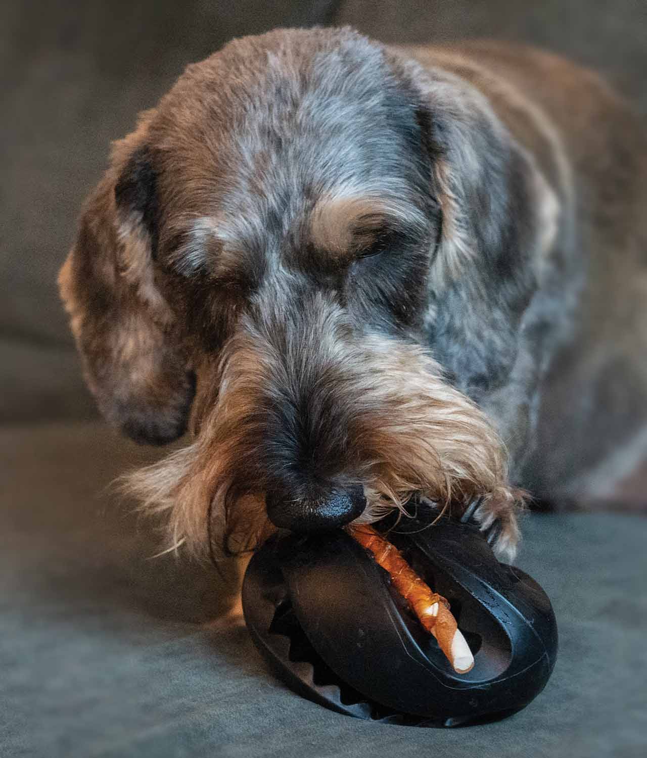 Chien jouant avec le ballon de rugby Chewchasers Zeus 2