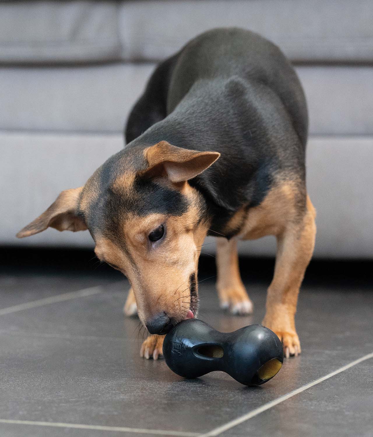 Chien jouant avec le jouet en forme d’arachide Chewchasers Zeus 1