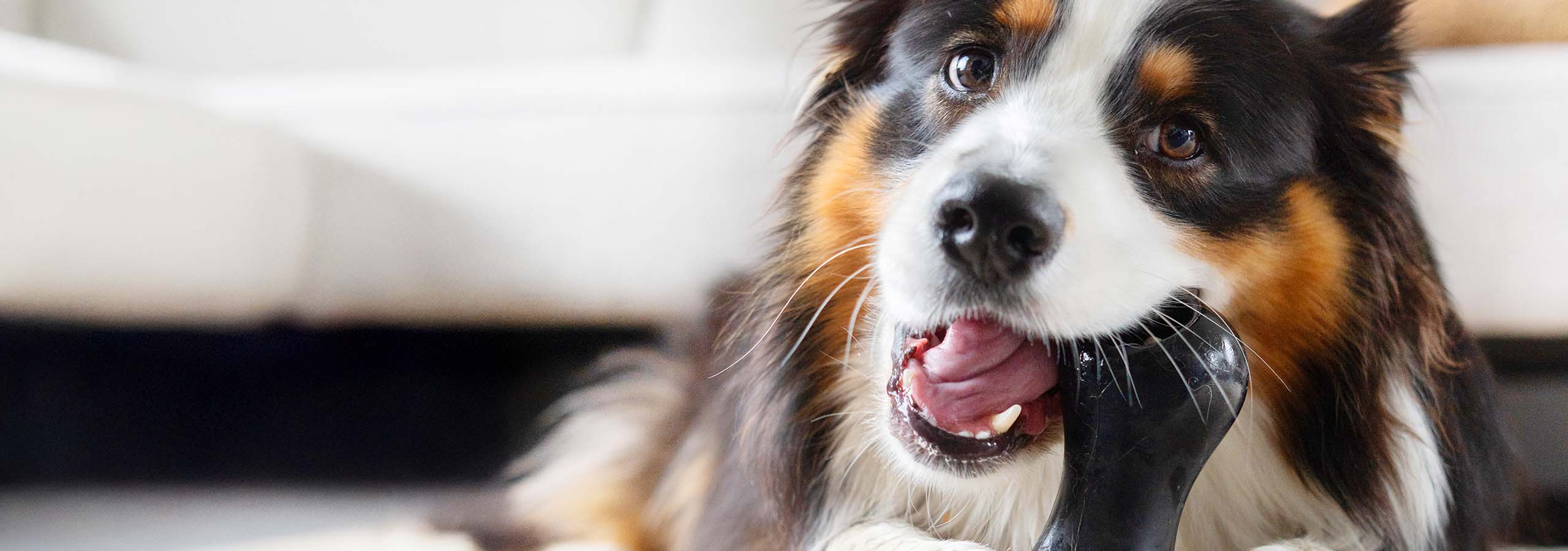 Chien jouant avec un jouet Chewchasers Zeus